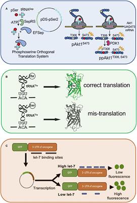 Editorial: Synthetic Nucleic Acids for Expanding Genetic Codes and Probing Living Cells